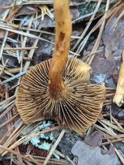 Chroogomphus vinicolor