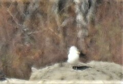 Larus fuscus