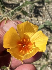 Kallstroemia grandiflora