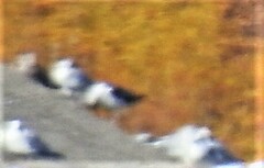 Larus fuscus
