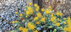 Ericameria cuneata macrocephala