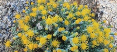 Ericameria cuneata macrocephala