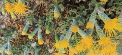 Ericameria cuneata macrocephala