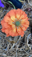 Trichocereeae