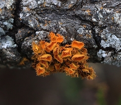 Teloschistes chrysophthalmus