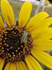 Chauliognathus hieroglyphicus