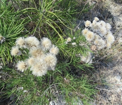 Vernonia lindheimeri