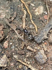 Iridomyrmex purpureus