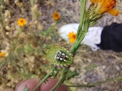 Codophila varia