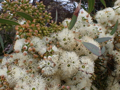 Eucalyptus diversifolia