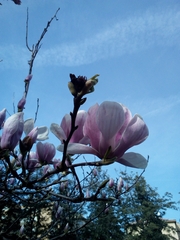 Magnolia liliiflora