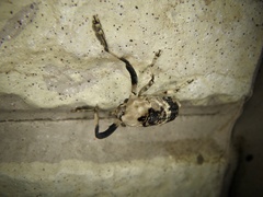 Gasterocercus longipes
