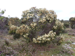 Eucalyptus diversifolia