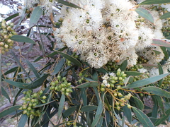 Eucalyptus diversifolia