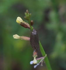 Carrichtera annua