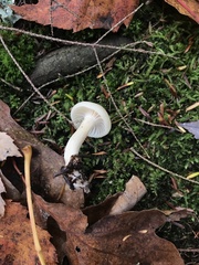 Cuphophyllus virgineus