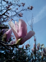 Magnolia liliiflora