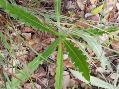 Cirsium horridulum