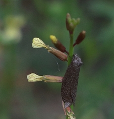 Carrichtera annua