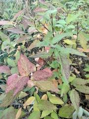 Spiraea japonica