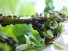 Aphis fabae