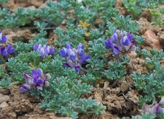 Lupinus breweri grandiflorus
