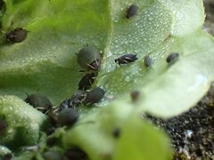Aphis fabae