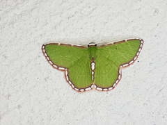 Synchlora pulchrifimbria