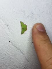 Synchlora pulchrifimbria