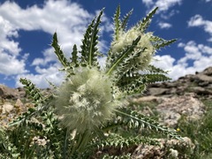 Cirsium scopulorum