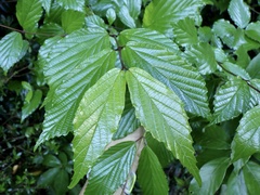 Viburnum wrightii