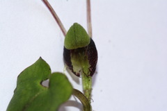 Corybas trilobus