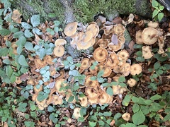 Armillaria cepistipes