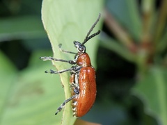 Lilioceris subpolita