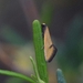 Isomoralla curriculata - Photo (c) Greg Bellion, μερικά δικαιώματα διατηρούνται (CC BY-NC), uploaded by Greg Bellion