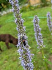 Stictoleptura canadensis