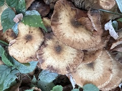 Armillaria cepistipes