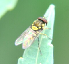 Allograpta neotropica