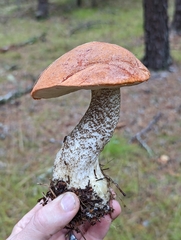 Leccinum vulpinum