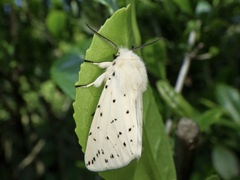 Spilosoma lubricipeda