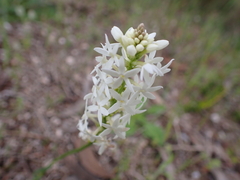 Stackhousia aspericocca