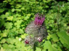 Cirsium edule