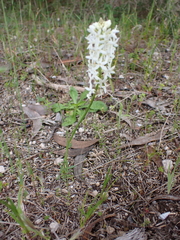 Stackhousia aspericocca