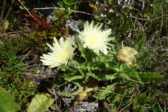 Schlagintweitia intybacea