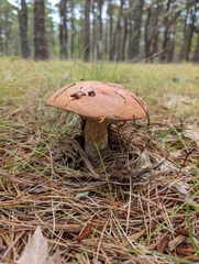 Leccinum vulpinum