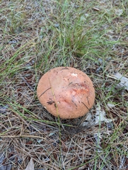 Leccinum vulpinum