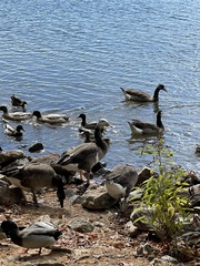 Anser anser × Branta canadensis