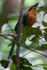 Baryphthengus martii