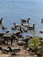 Anser anser × Branta canadensis