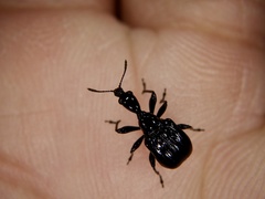 Compsapoderus erythrogaster